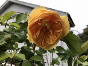 IMG_1876