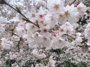 IMG_9675