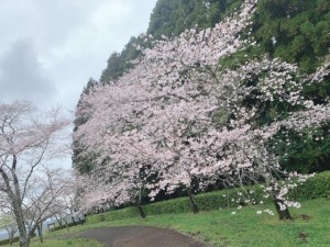 IMG_9676