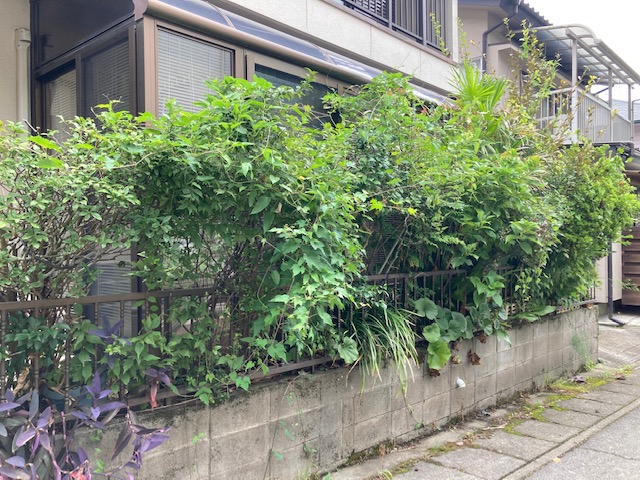 ビフォー